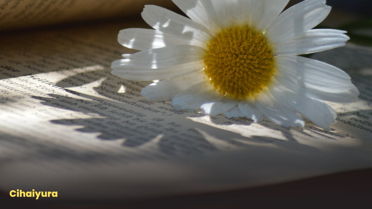 Book Cover Design Trends: What Works for Readers?
